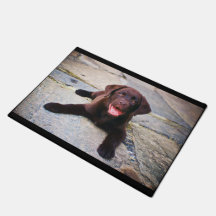 Filhote de chocolate