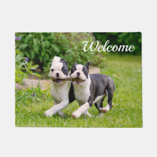 Tapete Filhotes engraçados de Boston Terrier brincando -