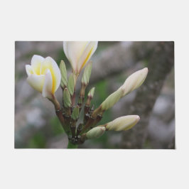Tapete flor, jardim, verão, natureza, bougainvillea,