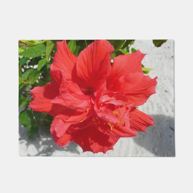 Tapete Flor Red Double Hibiscus (Frente)