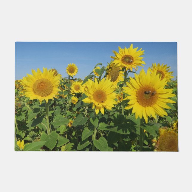 Tapete flor, sol, planta, natureza, verão, floral, (Frente)