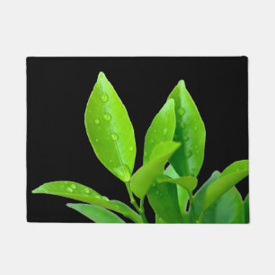 Tapete Folhas frescas do verde com o Waterdrops no preto