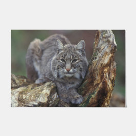 Tapete Foto de Bobcat Selvagem