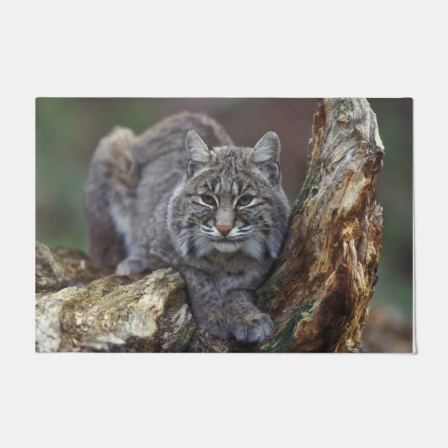 Tapete Foto de Bobcat Selvagem (Frente)