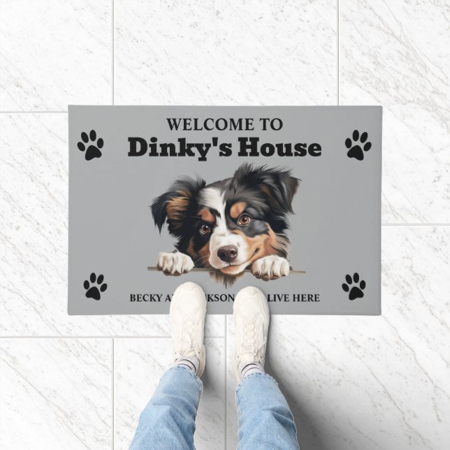 Tapete Foto de Cão-Pastor Americano de Miniatura Bela (Interior)