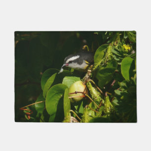 Tapete Fotografia tropical de alimentação de aves de Ba