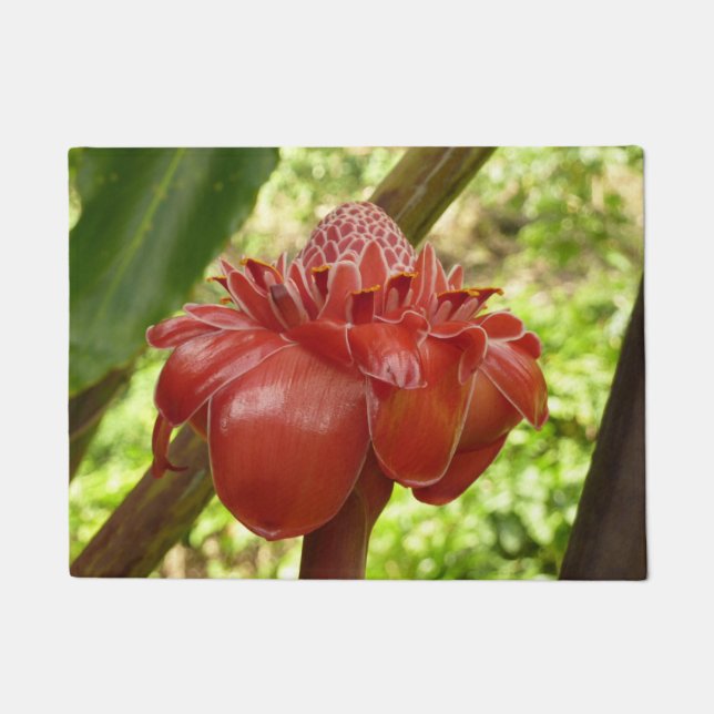 Tapete Fotografia Tropical do Flor Vermelho Torch Ginger (Frente)