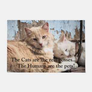 Tapete Gatos