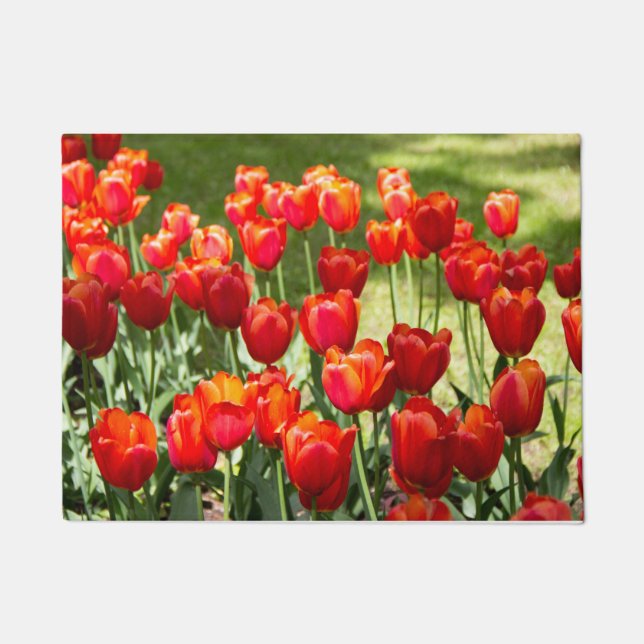 Tapete Grande campo de tulipas vermelhas (Frente)