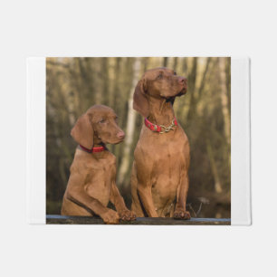 Tapete grupo do vizsla
