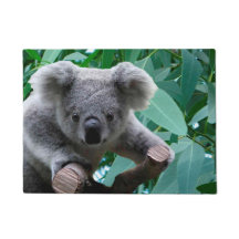 Koala e eucalipto