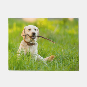 Tapete Labrador Amarelo Reproduz Feixe
