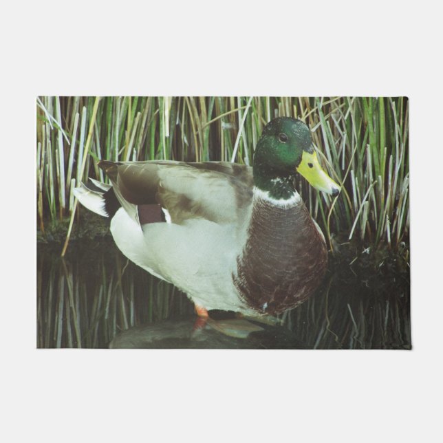 Tapete Mallard Duck Photo Lake Willife Nature Bird (Frente)
