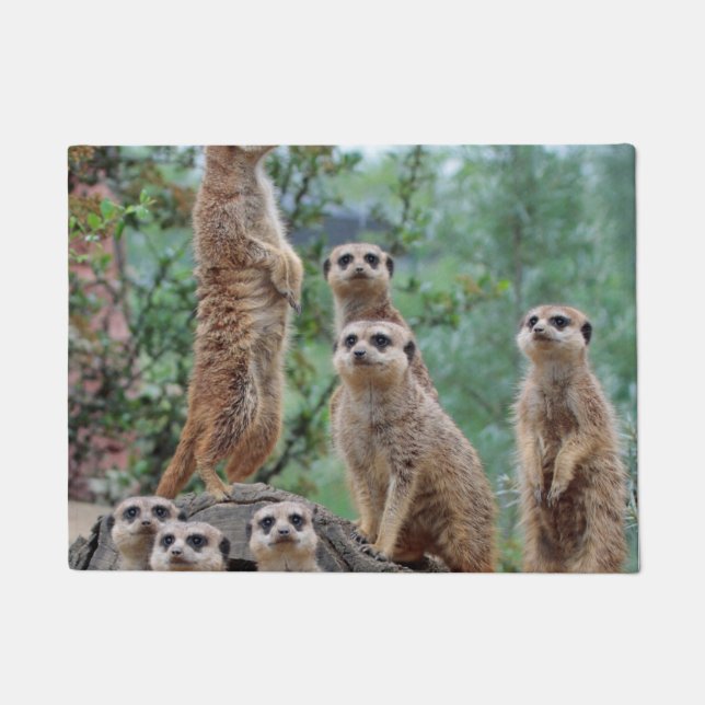 Tapete Meerkat_003 (Frente)
