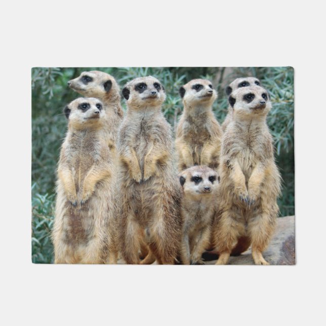 Tapete Meerkat 006 (Frente)