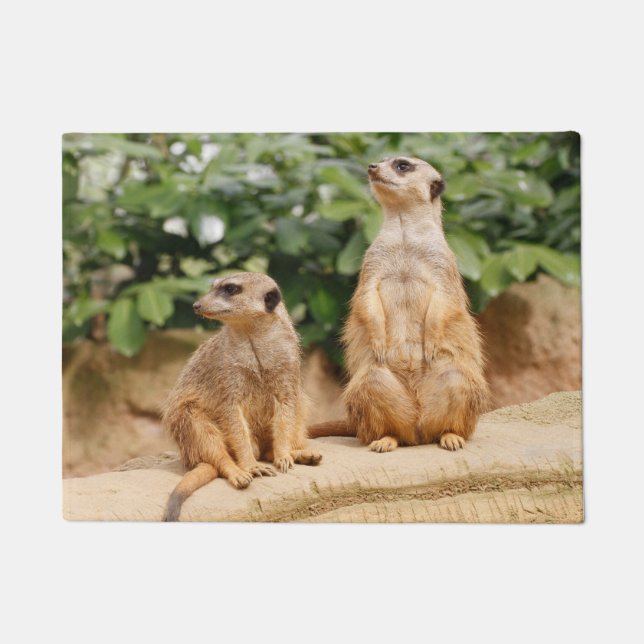 Tapete Meerkat 009 (Frente)