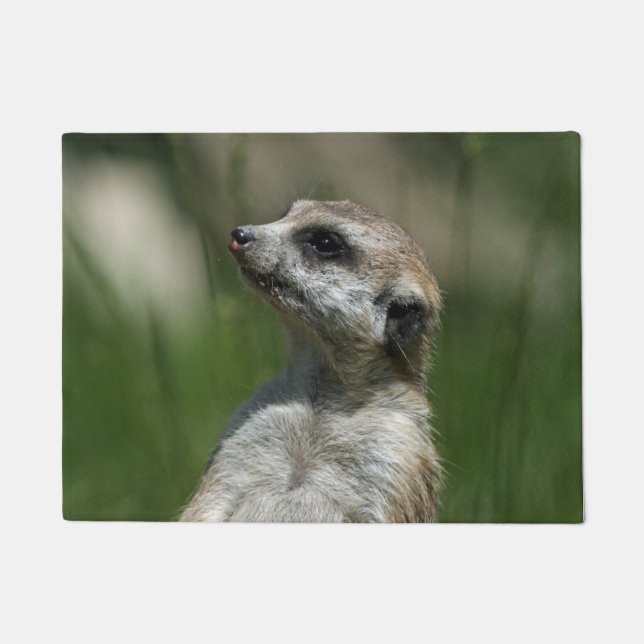 Tapete Meerkat 015 (Frente)