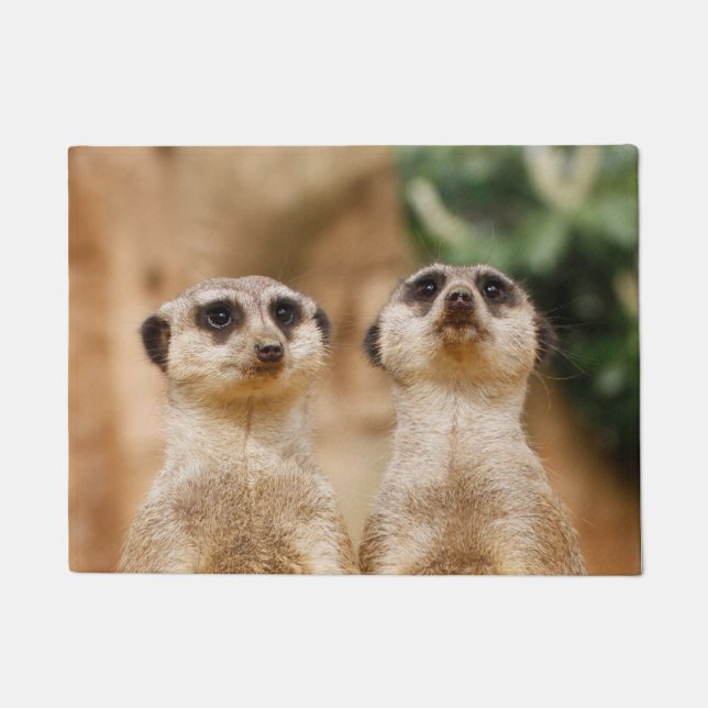 Tapete Meerkat 017 (Frente)