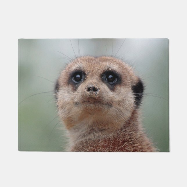 Tapete Meerkat 020 (Frente)