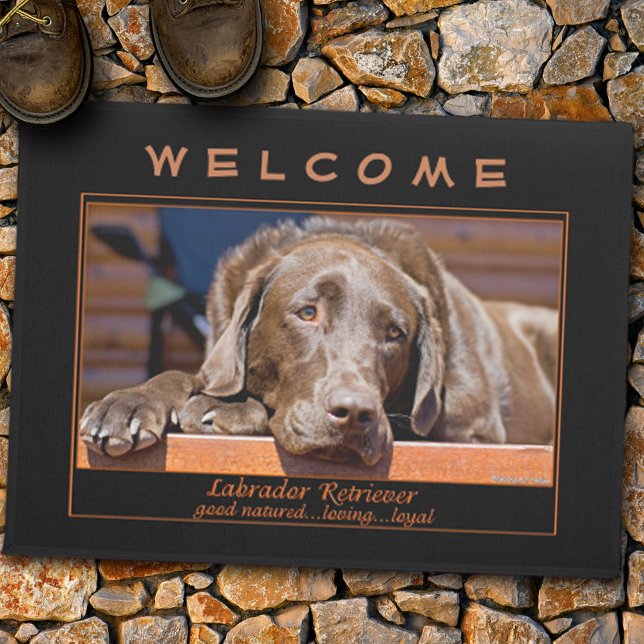 Tapete Modelo de Foto Labrador Retriever de Chocolate Doc (Criador carregado)