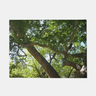Tapete Natureza Verde da Árvore Sycamore