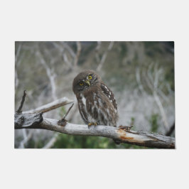 Tapete Norte Pygmy Owl