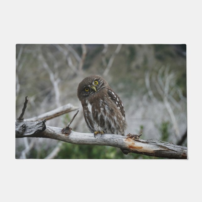 Tapete Norte Pygmy Owl (Frente)