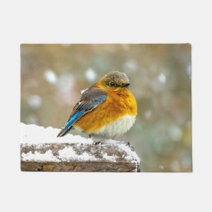 Tapete Pássaro-azul-do-leste na Neve - Fotografia Origina