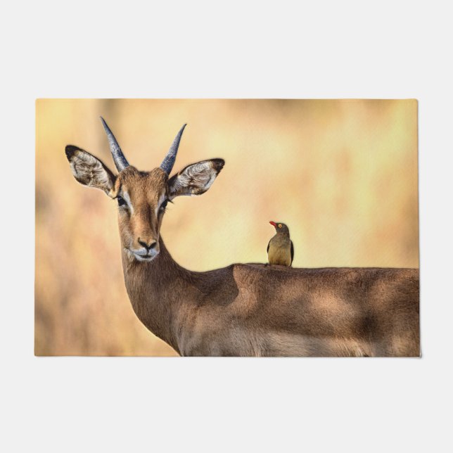 Tapete Pássaro Impala e Oxpecker na África (Frente)