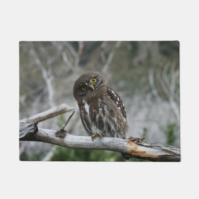 Tapete Porta do norte Pygmy Owl (Frente)
