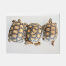 Porta do Tortoise Trio