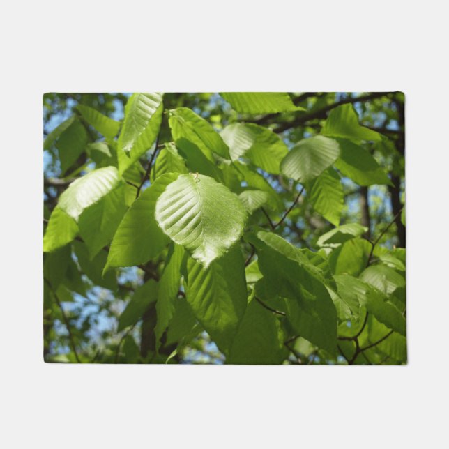 Tapete Primavera Birch deixa árvore verde (Frente)