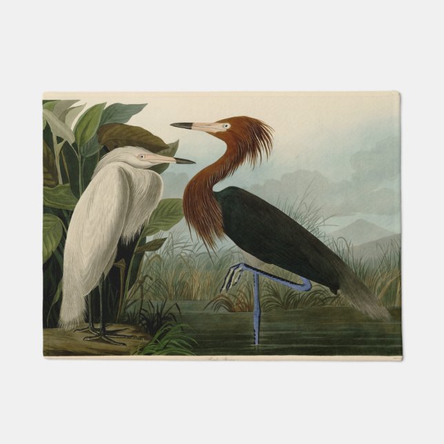 Tapete Púrpura Heron Audubon Bird Willife Painting (Frente)