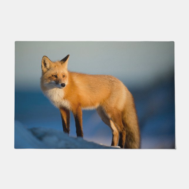 Tapete Raposa Marrom (Frente)