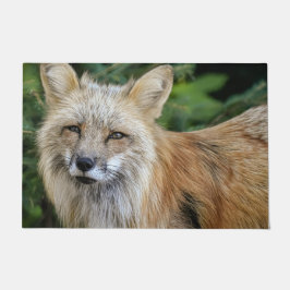 Tapete Raposa selvagem