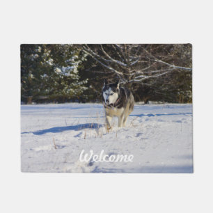 Tapete Rouco Siberian na neve
