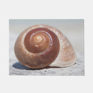 Tapete Seashell na praia   St Petersburg, Fl
