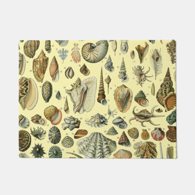 Tapete Seashell Shell Mollusk Clam Elegant Clam Art (Frente)