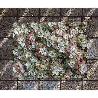 Tapete Sedum Spathulifolium Succulium Floral