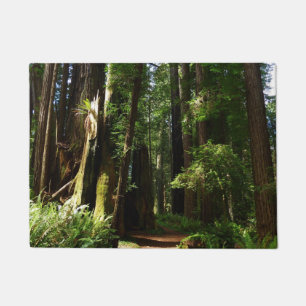 Tapete Sequóias e Samambaias no Parque Nacional de Redwoo