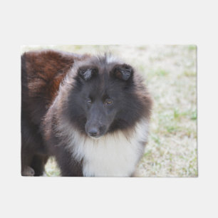 Tapete Sheltie adorável