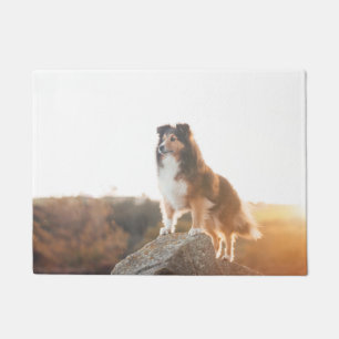 Tapete Sheltie no protectng do penhasco ouvido durante o