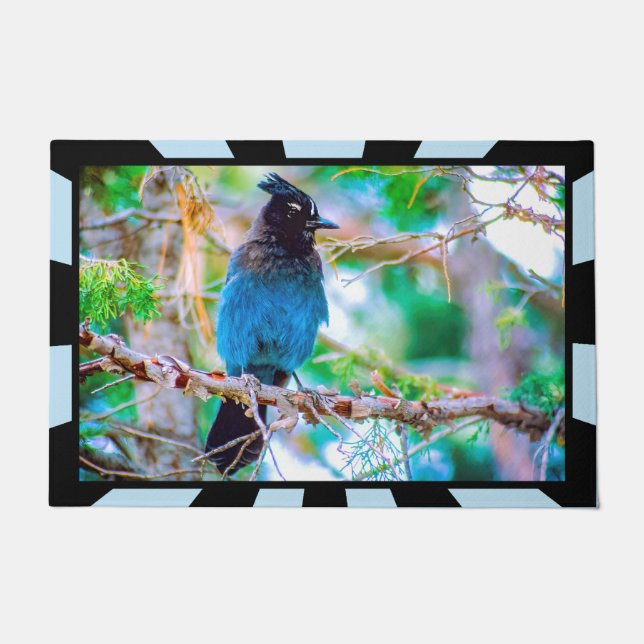 Tapete Steller's Jay - Fotografia original (Frente)