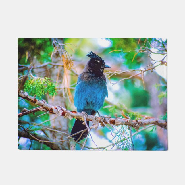 Tapete Steller's Jay - Fotografia original (Frente)