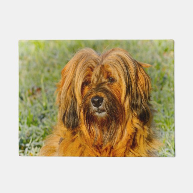 Tapete Terrier Tibetano (Frente)