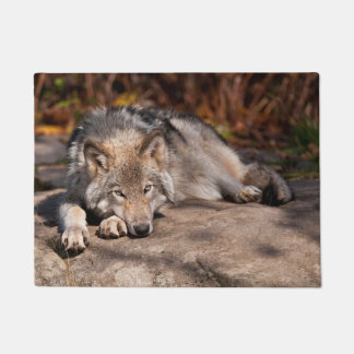 Tapete Timber Wolf