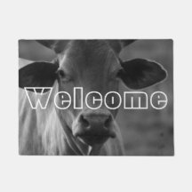 Touro de Vaca Preto e Branco