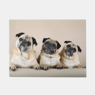 Tapete Três Pugs Em Uma Linha