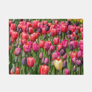 Tapete Tulipas coloridas do primavera