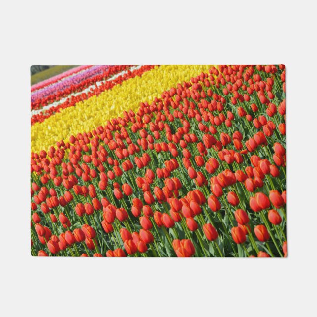 Tapete Tulipas primavera coloridas (Frente)